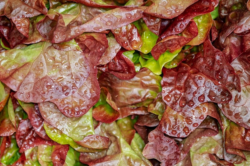 Farm Fresh Salads